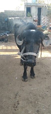 થંબનેલ 2