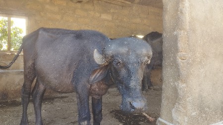 थंबनेल 2