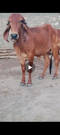 પહેલા વેતર મા ગાભણ છે