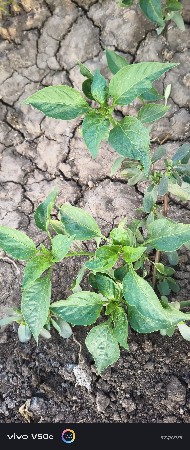 થંબનેલ 2