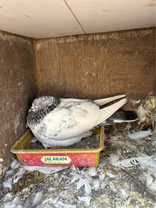 Jodi for sale ⚜️