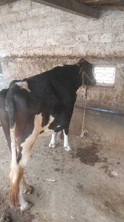 ગાય વેચવાની છે