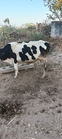 થંબનેલ 2