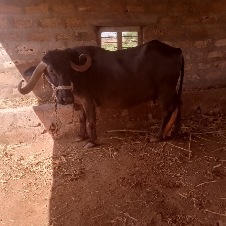 थंबनेल 3