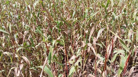 javar no charo vachvano che g