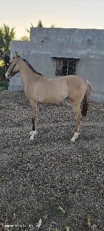 vachheri vechvani chhe