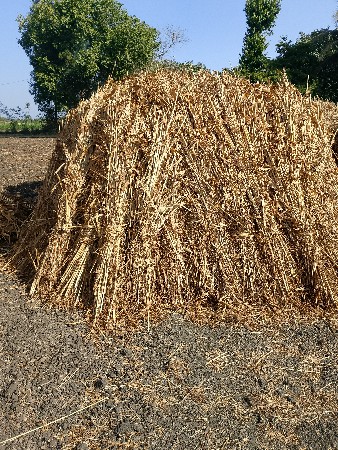 ચારો વેચવાનો છે