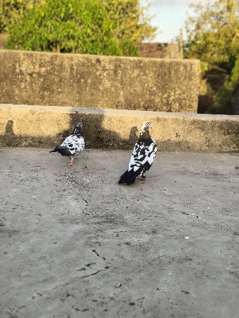 મારવાડી જોડી વેચવાની છે