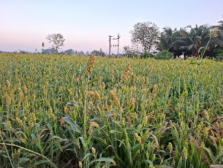 જુવાર લીલી