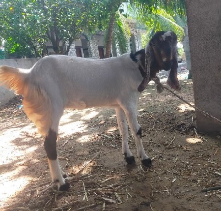 થંબનેલ 3