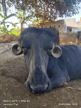 थंबनेल 2