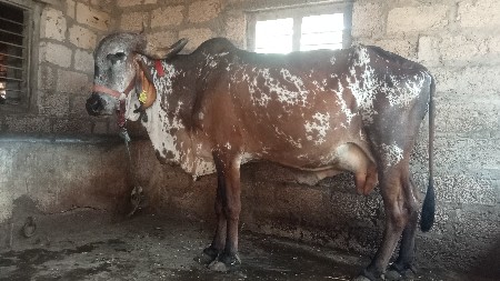 સૌરાષ્ટ્ર ગીર ગાય વેસવાની