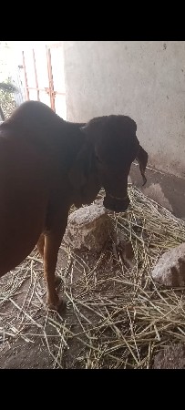 1 વેતર હોડકી વેચવાની છે