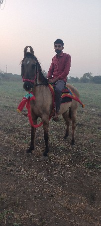 આ ઘોડી વેચવા ની છે