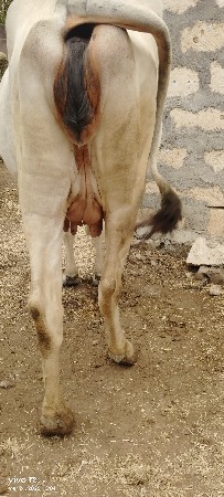 હોડકી પેલૂ વેતર છે