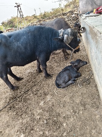 થંબનેલ 2