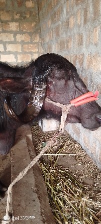 थंबनेल 2