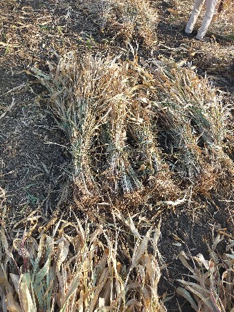 સાર પેશવાની છે