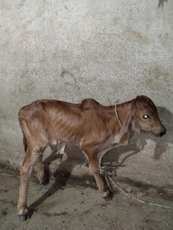 થંબનેલ 3