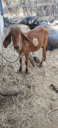 વાછડી વેચવાની છે