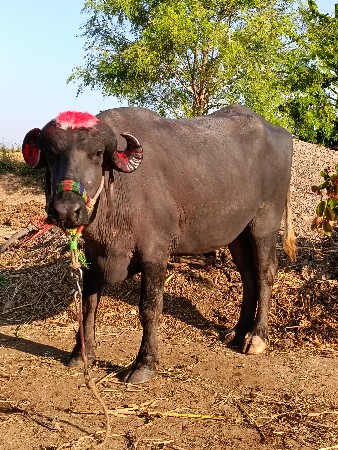 थंबनेल 2