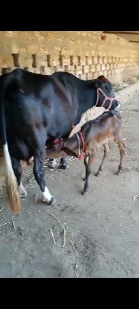 ગાય વેચવાની છે