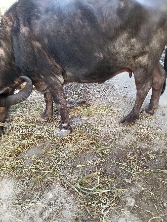 थंबनेल 2