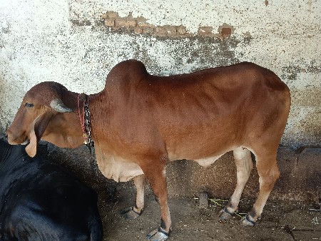 થંબનેલ 2