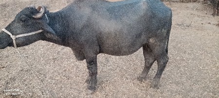 થંબનેલ 2