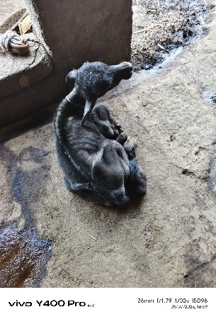 ભેંશ વેચવા ની છે