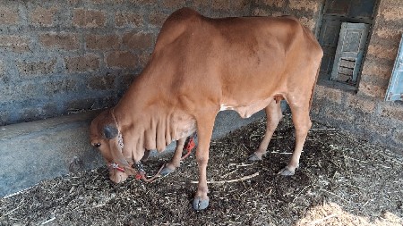 थंबनेल 2