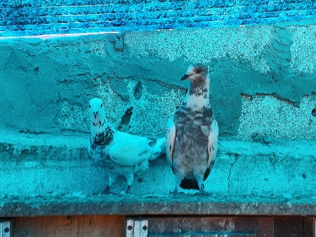 थंबनेल 2