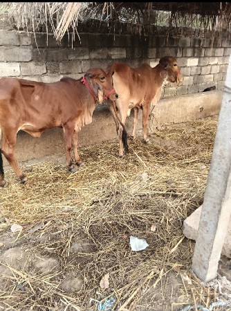 ગીર વાસડીયુ વેસ્વાની સે