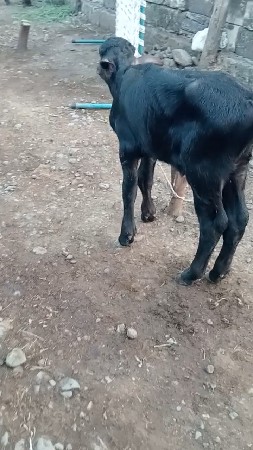 थंबनेल 3