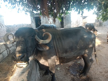 थंबनेल 2