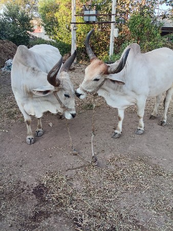 બળદ વેચવાના સે