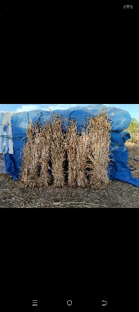 શાર વેચવાની છે.