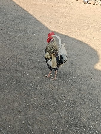 થંબનેલ 3