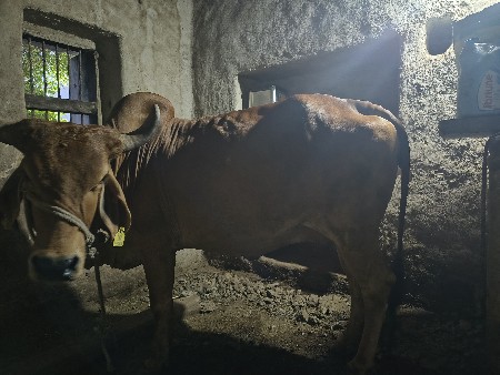 ગાય વેચવાની છે