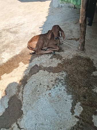 થંબનેલ 2