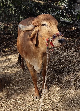 थंबनेल 3