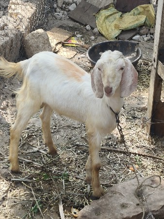 થંબનેલ 3