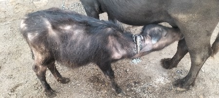 થંબનેલ 3