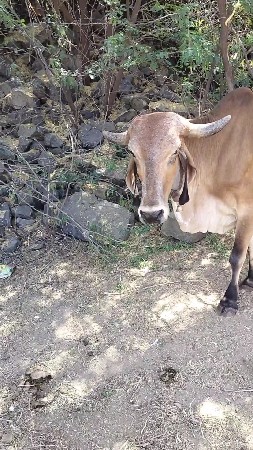 દેસી ગાય