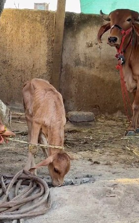 ગાય વેચવાની છે