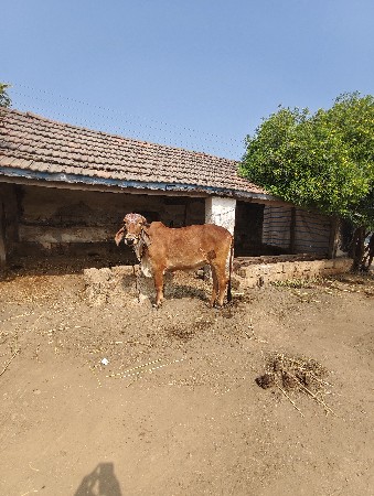 હોડકી વેચવા ની છે