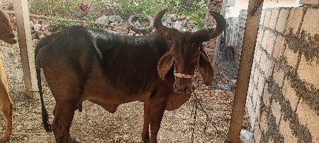 थंबनेल 3