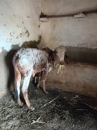 હોળકી વેચવાની છે