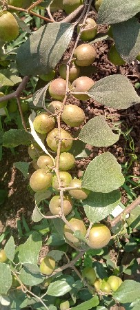 થંબનેલ 2