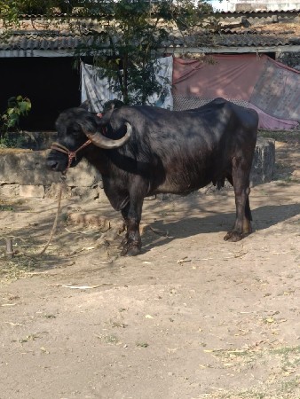 थंबनेल 2